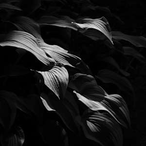 Sunset Light by Daniel Bell