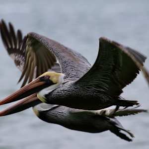 Flight! by Freddi Weiner