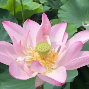 Floating Lotus by Melanie Greenfield