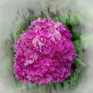 Pretty in Pink by Stephanie Banks