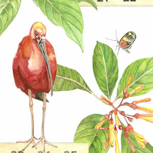 Scarlet Ibis Rules by Jill Adleberg