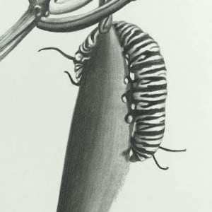 Monarch Caterpillar by Katherine Nelson