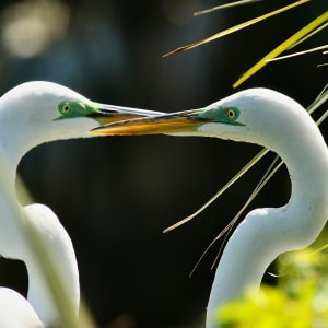 Connection- Mated Pair of Great White Egrets by Freddi Weiner