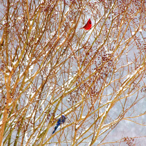 Winter Birds- Cardinal and Blue Jay in the Snow by Freddi Weiner