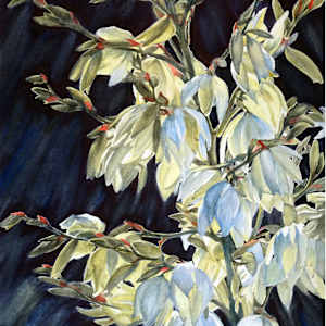 Yucca Flowers by Susan Moses