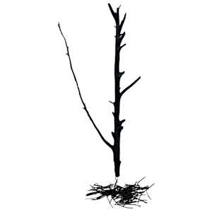 Devolution II by Lil Olive