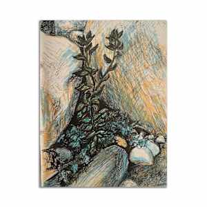 Alluvian Fan- Rocky Mountain National Park by Christie Snelson