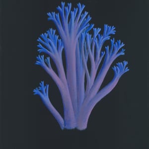 Blue Coral Mushroom by Jane Troup 