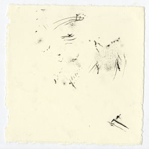 September 5th, 2024.  Lost Hill Park; Dry  Sac River. 9:58 pm.  American Toad. by Camryn Gulledge 