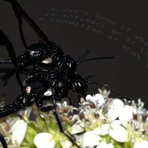 Foreplay by Jacob Chatfield 