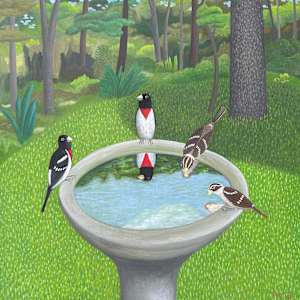 Rose-breasted Grosbeaks by Jane Troup 