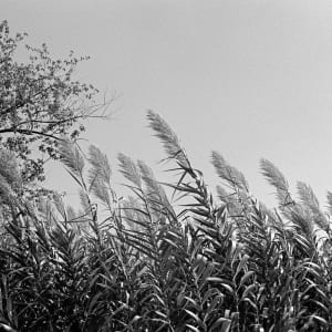 Picture Window by Jesse Tyler 