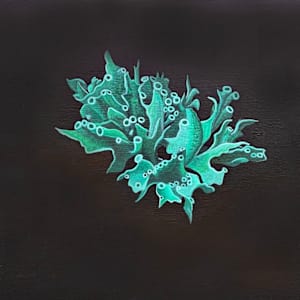 Lichen by Jane Troup 