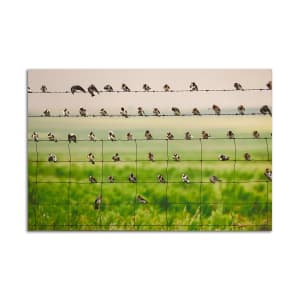 Cliff Swallow Community by Avery McQueary, Sarah Griggs
