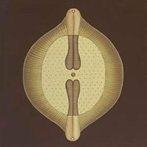 Protozoa by Jane Troup 