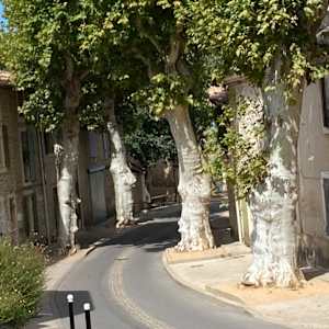 PlaneTreesofProvence by Jean Lee Cauthen 