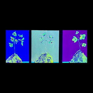 Bloom Algorithms by David Haig Alexander  Image: Triptych with UV light