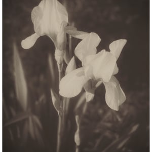 14. Irises, Carrboro, NC by Jenn Adams