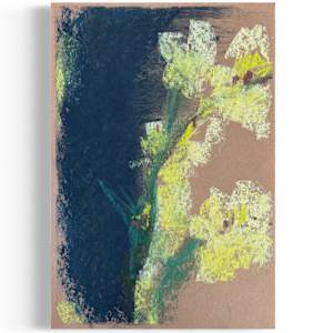Freesia Study by Anne Sanger 