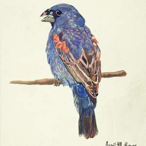 Blue Grosbeak I by April Rimpo, Image 1.