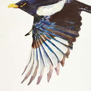 Yellow Beaked Magpie-Detailed Look by April Rimpo, Image 1.