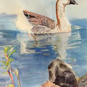 Domestic Swan Goose - Demo by April Rimpo