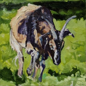Arapawa Goat by Rachel Catlett