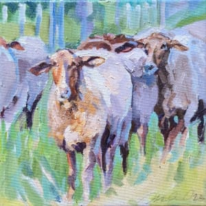 Tunis Sheep by Rachel Catlett