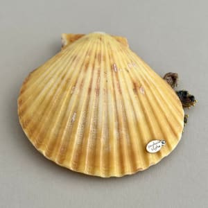 Small Yellow Scallop Mini Merbaby by Stephanie Blythe 