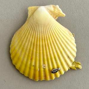 Small Light Yellow Scallop Mini Merbaby by Stephanie Blythe 