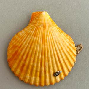 Small Orange Scallop Mini Merbaby by Stephanie Blythe 