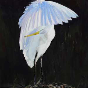 Preening Egret by Lisa Gleim