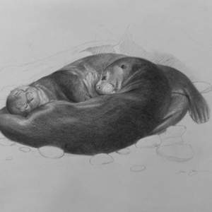 Yin-yang (Giant River Otters) by Lisa Gleim, Image 1.