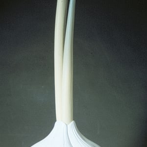 Garlic III by Alice Ross Ballard