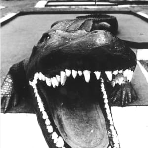 Alligator by Bill Buggel