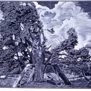 Dying Sugarbush by August Cook