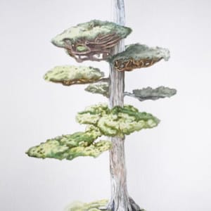 Juniper Bonsai by Rodger Ferris