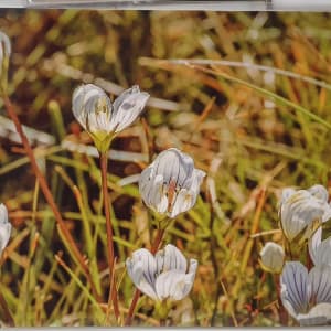 WAL A5 prints by Wanda Lach  Image: Summer Gentians in Kosciuszko National Park