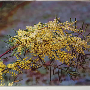 WAL A5 prints by Wanda Lach  Image: Late snow on wattle