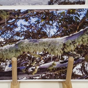 WAL A5 mounted prints by Wanda Lach  Image: Lichen on Snowgum