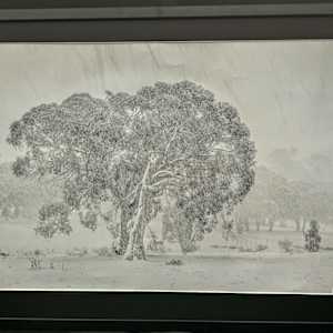 WAL Snowgum in a Snowstorm by Wanda Lach