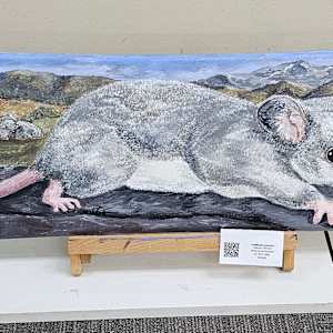 Leadbeater possums by Halcyon Thomas, Image 2.