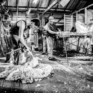 Shearing by Wanda Lach