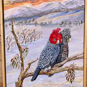 Gang Gang Cockatoos by Halcyon Thomas