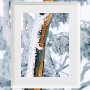 Bright Snow Gums III by Fiona Latham-Cannon
