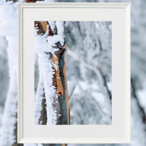 Bright Snow Gums I by Fiona Latham-Cannon
