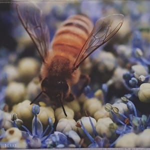 Busy Bee by Olivia Burke