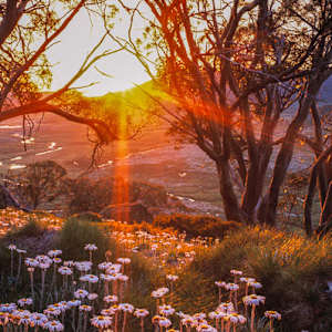 Alpine Daisy Garden by Mike Edmondson