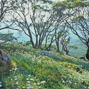 Alpine Wildflowers by Mike Edmondson, Image 1.