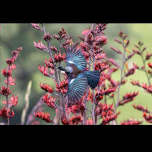 Free Flight by Jo Richards Hooker Artist 